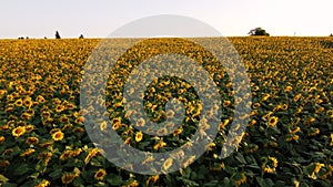 Aerial drone view flight over ver field with ripe sunflower heads