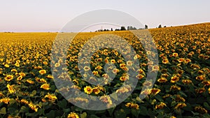 Aerial drone view flight over ver field with ripe sunflower heads