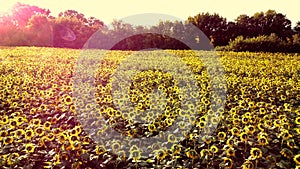 Aerial drone view flight over ver field with ripe sunflower heads