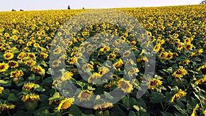 Aerial drone view flight over ver field with ripe sunflower heads