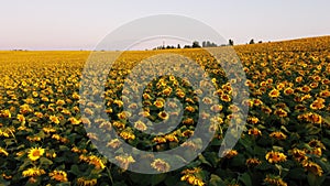 Aerial drone view flight over ver field with ripe sunflower heads