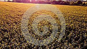 Aerial drone view flight over ver field with ripe sunflower heads