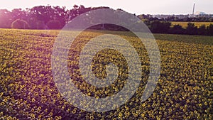 Aerial drone view flight over ver field with ripe sunflower heads