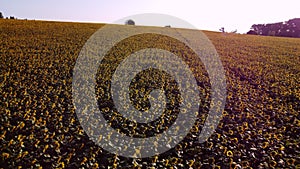 Aerial drone view flight over ver field with ripe sunflower heads