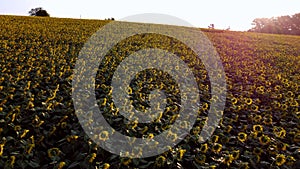 Aerial drone view flight over ver field with ripe sunflower heads