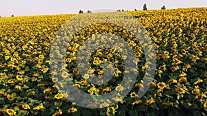 Aerial drone view flight over ver field with ripe sunflower heads