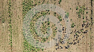 Aerial Drone view of flock sheep on pasture, top view. Aerial overhead shot