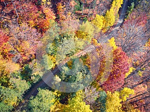 Aerial drone view of a forest and a road in autumn