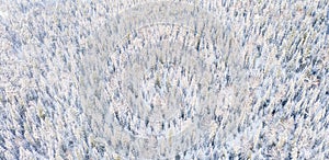 Aerial drone view of the forest in winter. Winter landscape with fir trees in snow from above
