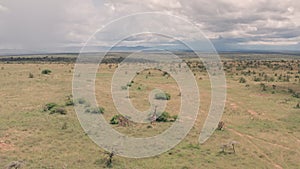 Aerial drone view of giraffe in African savanna and plains landscape in Laikipia