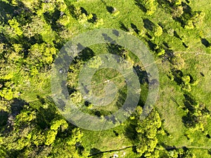 Aerial drone view. Green meadows with trees. Sunny summer day