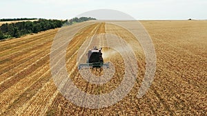 Aerial drone view: harvester working in wheat field. Harvesting combine machine cutting cultivated cereal crop harvest