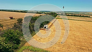 Aerial drone view: harvester working in wheat field. Harvesting combine machine cutting cultivated cereal crop harvest