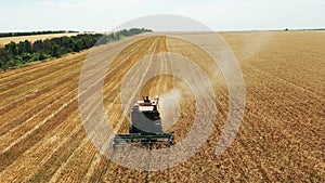 Aerial drone view: harvester working in wheat field. Harvesting combine machine cutting cultivated cereal crop harvest