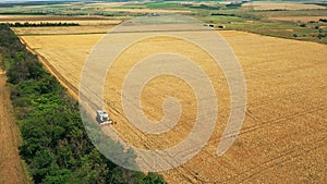 Aerial drone view: harvester working in wheat field. Harvesting combine machine cutting cultivated cereal crop harvest