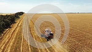 Aerial drone view: harvester working in wheat field. Harvesting combine machine cutting cultivated cereal crop harvest