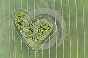 Aerial drone view of heart-shaped forest surrounded byg reen blooming field in Poland. Trees of love, Heart made of trees