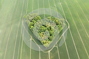 Aerial drone view of heart-shaped forest surrounded byg reen blooming field in Poland. Trees of love, Heart made of trees