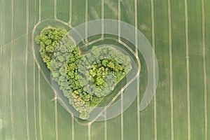 Aerial drone view of heart-shaped forest surrounded byg reen blooming field in Poland. Trees of love, Heart made of trees