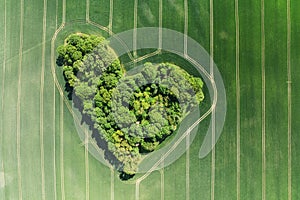 Aerial drone view of heart-shaped forest surrounded byg reen blooming field in Poland. Trees of love, Heart made of trees