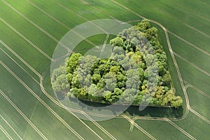 Aerial drone view of heart-shaped forest surrounded byg reen blooming field in Poland. Trees of love, Heart made of trees