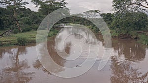 Aerial drone view of Hippos in Kenyan river landscape in Laikipia, Ken