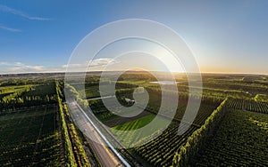 Aerial drone view of horticultural orchards of apple trees by the sunlight of afternoon sun during springtime