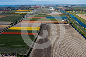 Aerial drone view multicolored tulip fields, water channels and windmills in sunny day in countryside Keukenhof flower