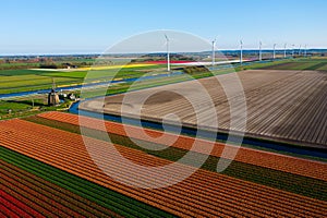 Aerial drone view multicolored tulip fields, water channels and windmills in sunny day in countryside Keukenhof flower