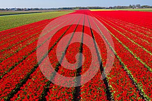 Aerial drone view multicolored tulip fields, water channels and windmills in sunny day in countryside Keukenhof flower