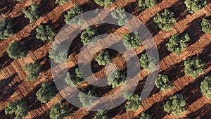 Aerial drone view of an olive trees