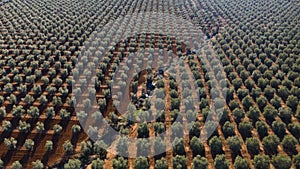Aerial drone view of a olive trees plantage