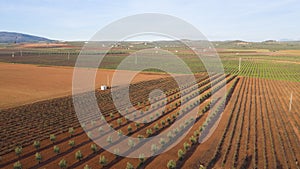 Aerial drone view of a olive trees plantage for the production of olive oil