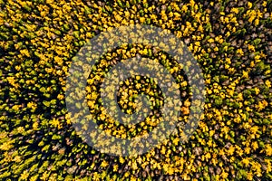 Aerial drone view over autumn forest. Colorful trees in the wood. Colourful autumn colours in forest form above, captured with a