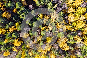 Aerial drone view over autumn forest. Colorful trees in the wood. Colourful autumn colours in forest form above, captured with a