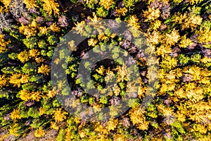 Aerial drone view over autumn forest. Colorful trees in the wood. Colourful autumn colours in forest form above, captured with a