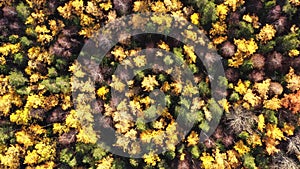 Aerial drone view over autumn forest. Colorful trees in the wood. Colourful autumn colours in forest form above, captured with a d