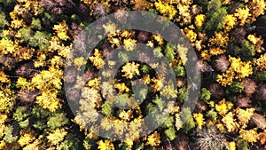 Aerial drone view over autumn forest. Colorful trees in the wood. Colourful autumn colours in forest form above, captured with a d