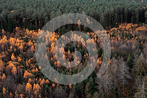 Aerial drone view over beautiful autumn forest landscape. Colourful trees in the wood.