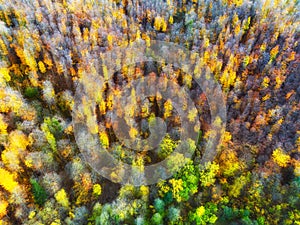 Aerial drone view over beautiful autumn forest landscape. Colourful trees in the wood