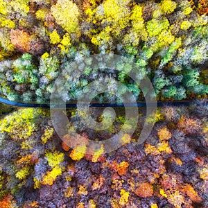 Aerial drone view over beautiful autumn forest landscape. Colourful trees in the wood