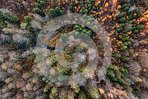 Aerial drone view over beautiful autumn forest and swamp landscape