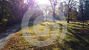 Aerial drone view over dirt path, meadow with grass, trees with yellow leaves