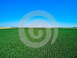 Aerial drone view over a road and corn field in Timis Romania