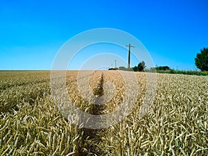 Aerial drone view over a road and wheat field in Timis Romania