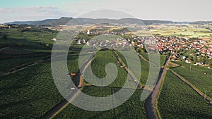 Aerial drone view over vineyards during sunset. Vineyard agriculture field in Switzerland. Grape plantations in sunsetlight. Agric