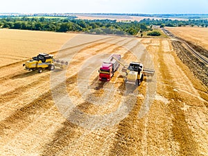 Aerial drone view. Overloading grain from combine harvesters into grain truck in field. Harvester unloder pouring