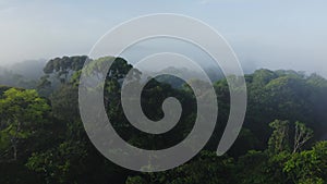Aerial Drone View of Rainforest Canopy Above Treetops in Trees, Costa Rica Misty Tropical Jungle Sce