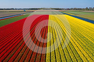 Aerial drone view red and yellow tulip fields and windmills on sunny day in countryside Keukenhof flower garden Lisse