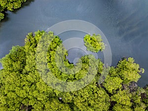Aerial drone view of river and heavy density mangrove and river photo